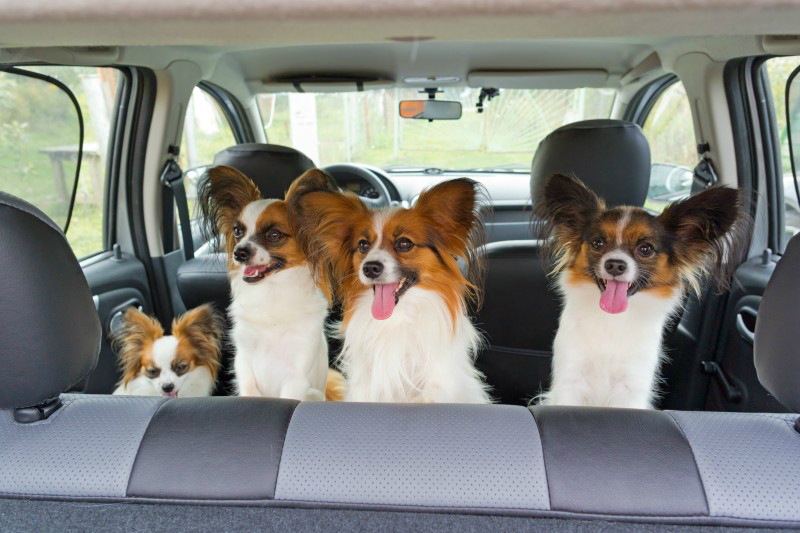 The Benefits of Using a Pet Sitting Service In Manhattan