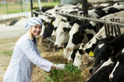 A Few Things to Check for When Purchasing Your First Dairy Cow