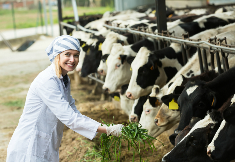 A Few Things to Check for When Purchasing Your First Dairy Cow