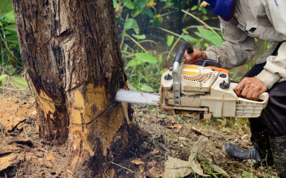 Tips for Choosing a Tree Service in South Bend, IN