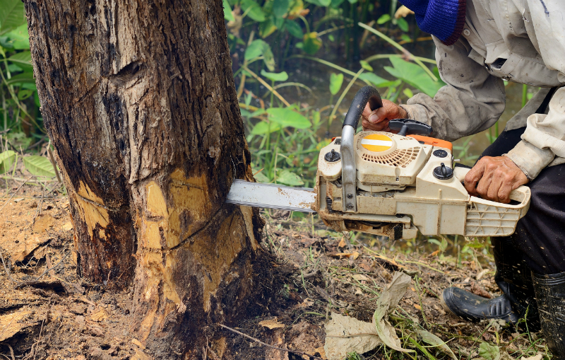 Tips for Choosing a Tree Service in South Bend, IN