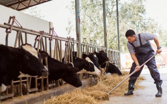 What to Do as a Farm Owner Looking to Purchase Perfect Cattle