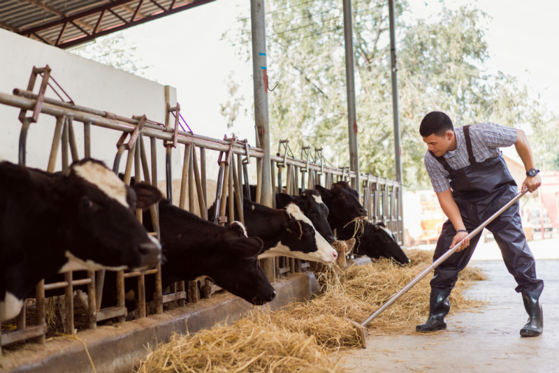 What to Do as a Farm Owner Looking to Purchase Perfect Cattle