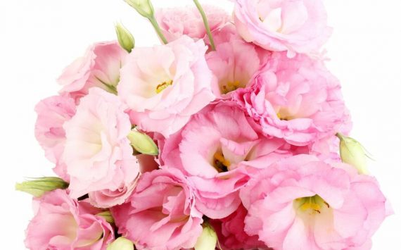 What You Need to Know About Funeral Flower Delivery in Berkeley