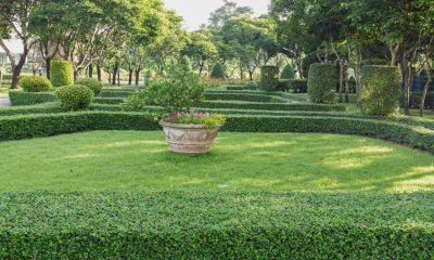 Advantages of Professional Assistance With Your Lawn in Arizona
