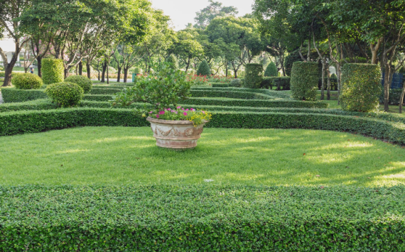 Advantages of Professional Assistance With Your Lawn in Arizona