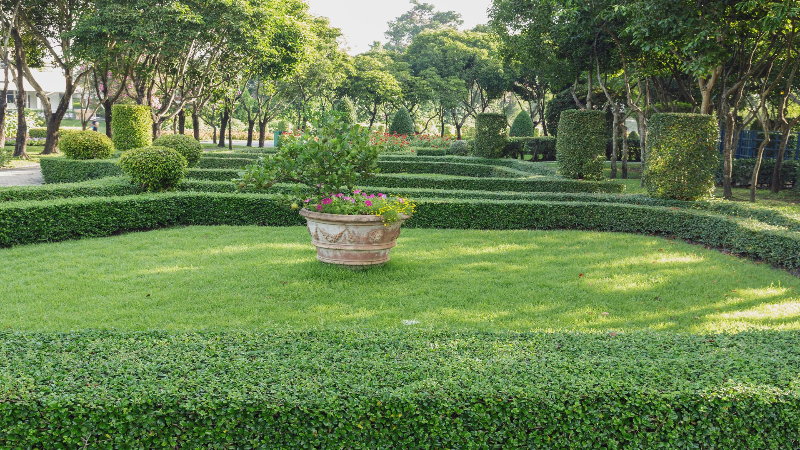 Advantages of Professional Assistance With Your Lawn in Arizona
