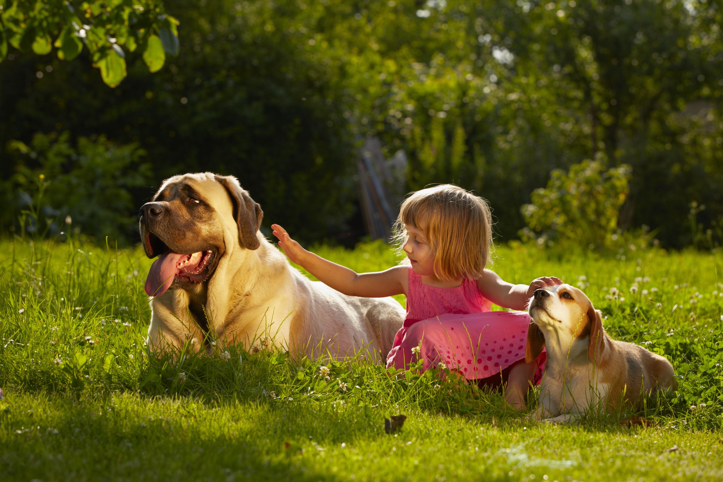 Mastering Canine Behavior – The Importance of Dog Obedience Training in Las Vegas, NV