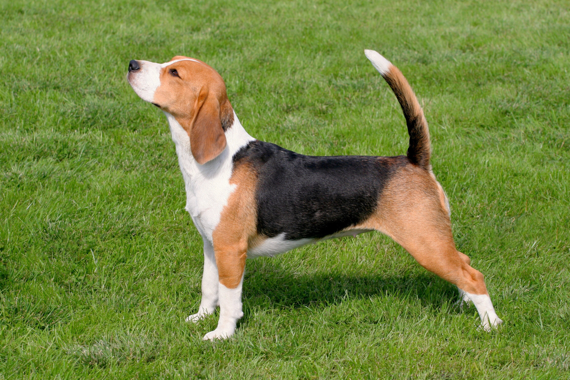 Master Your Pet’s Behavior with Dog Training Services Ocala FL