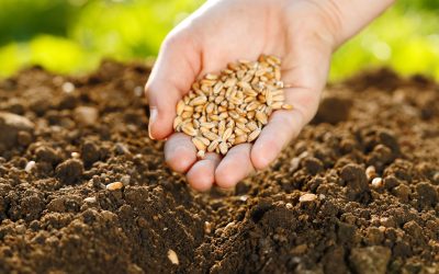 Improve Your Land with Herbicides For Pastures That Control Weeds Effectively