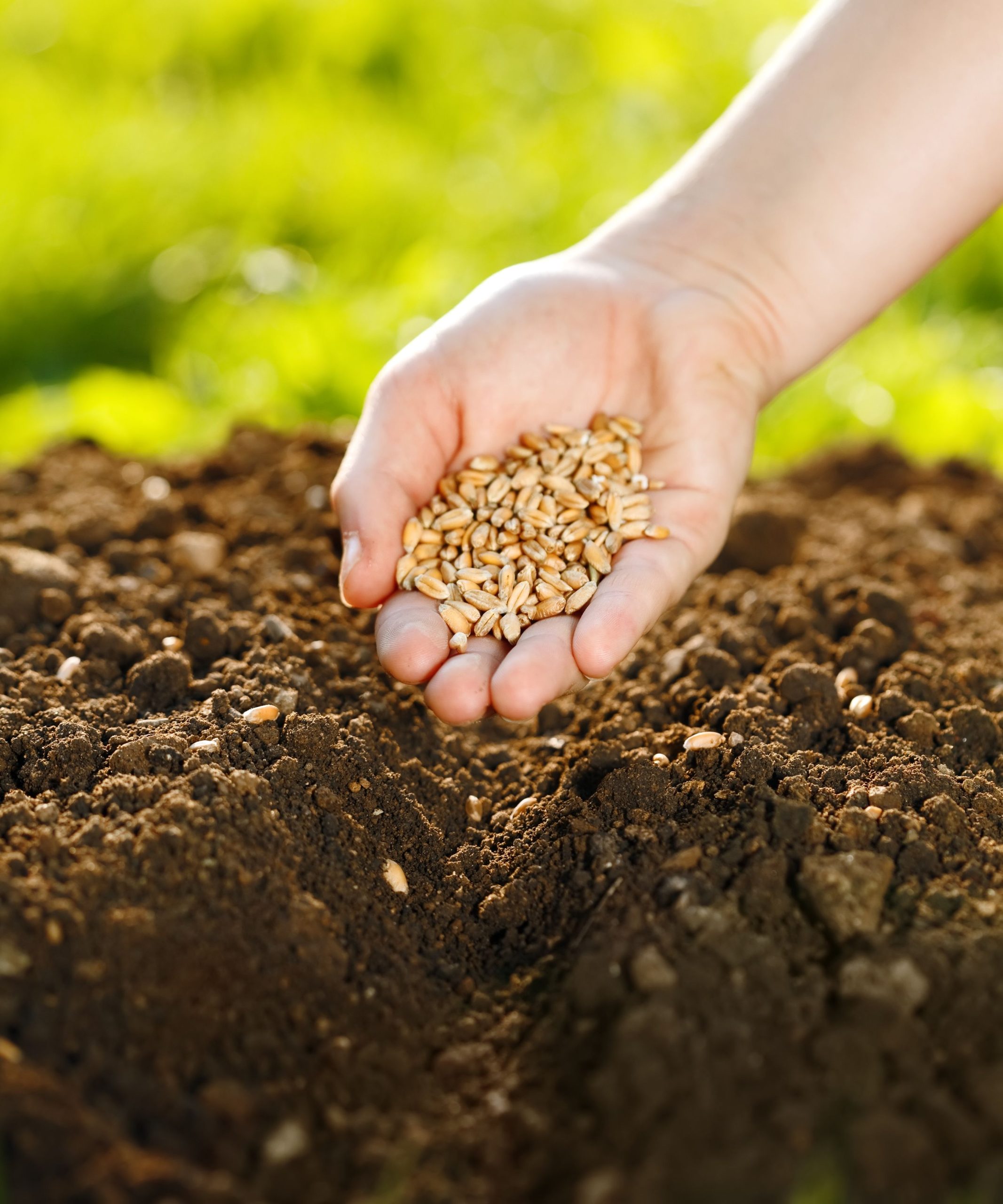 Improve Your Land with Herbicides For Pastures That Control Weeds Effectively