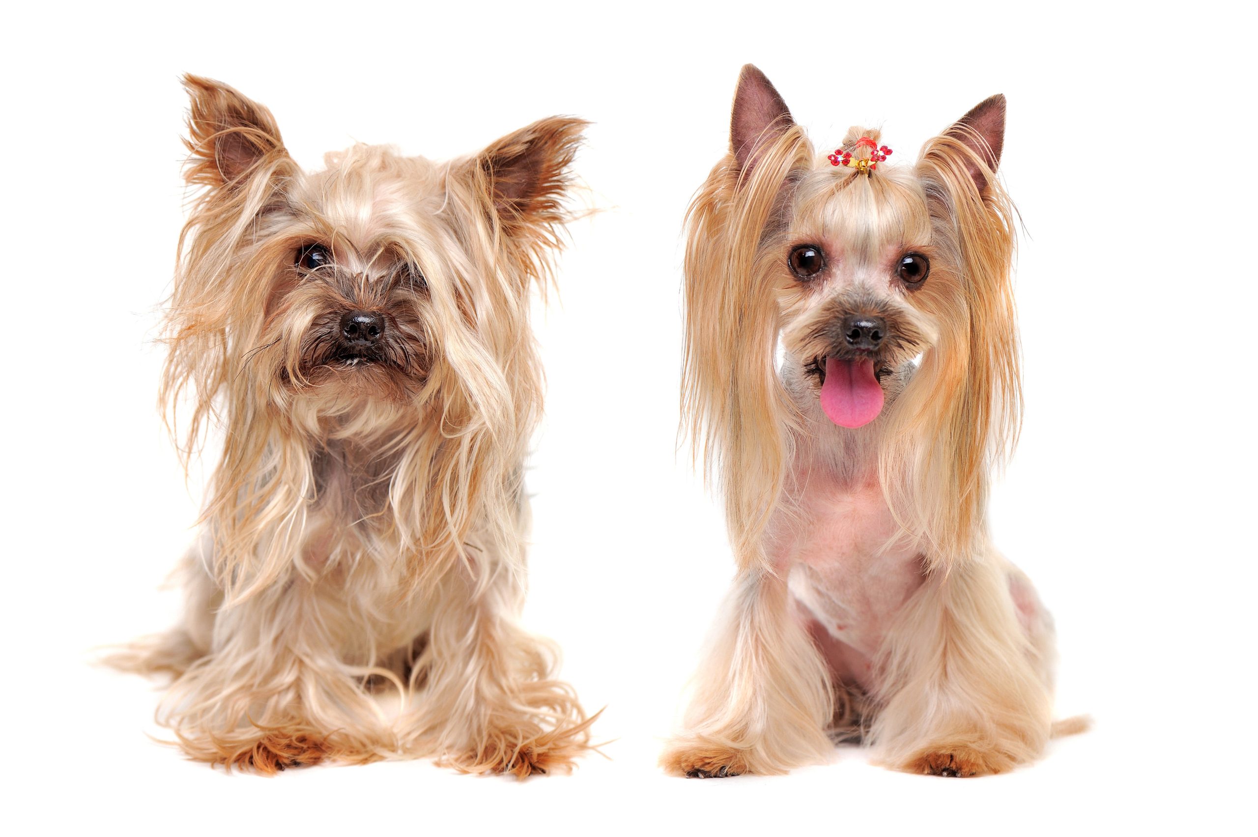 Achieve Better Manners with Dog Obedience Training Houston TX Certified Experts