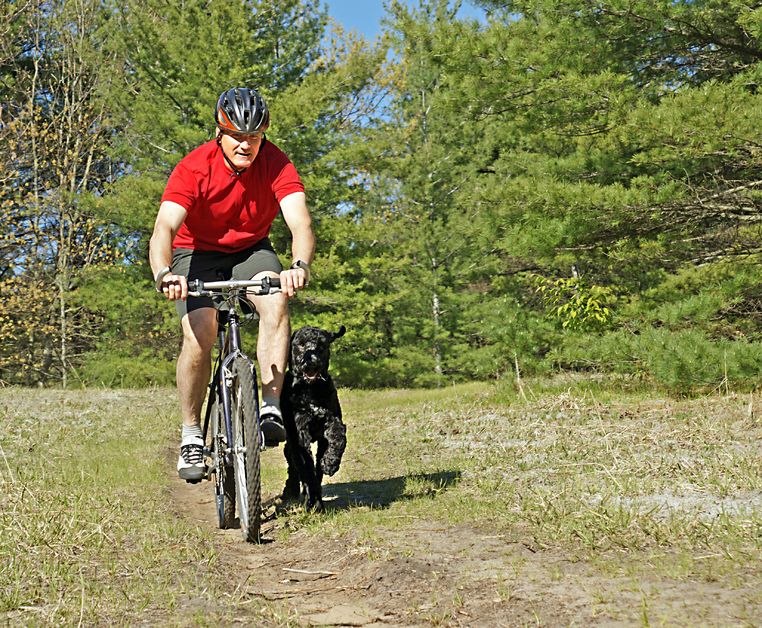 Benefits Your City Dog Gains From A Reliable New York Dog Walker Service