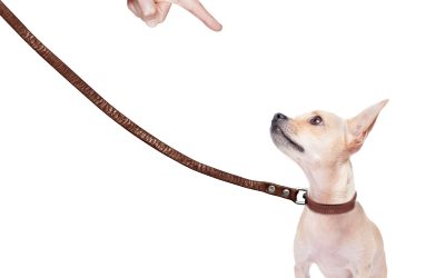 Enjoy a Fresher Yard and Less Stress With Dog Poop Cleanup Service in Aurora, CO
