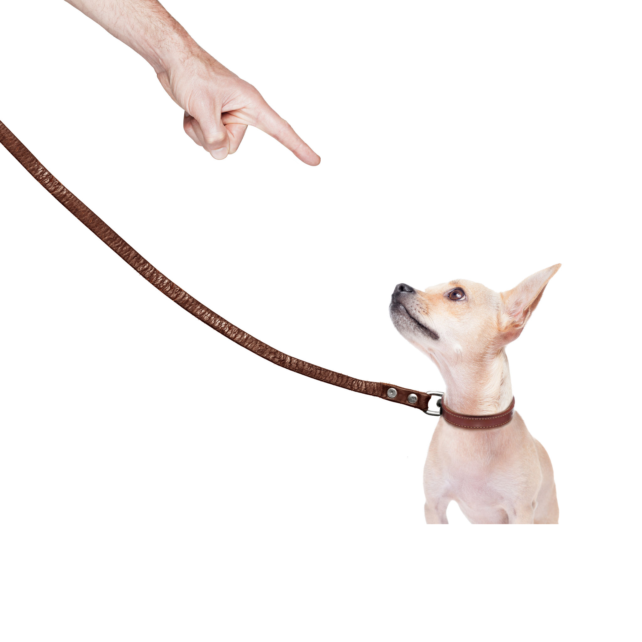 Enjoy a Fresher Yard and Less Stress With Dog Poop Cleanup Service in Aurora, CO