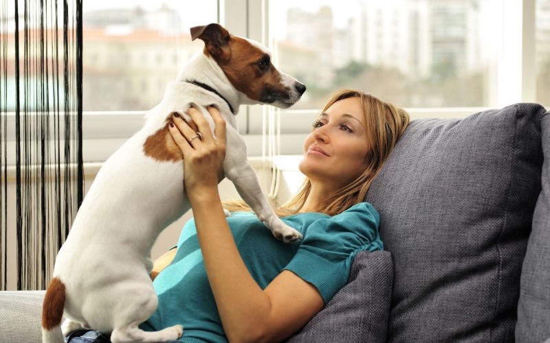 Make Every Month Special for Your Pet With a Monthly Dog Box Full of New Toys