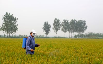 Homeowners can achieve a pristine lawn by using pre emergent weed control effectively